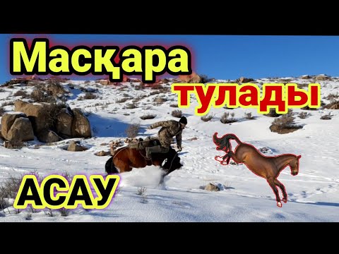 Видео: Асау үйрету! Қалай асау үйретуге болады?