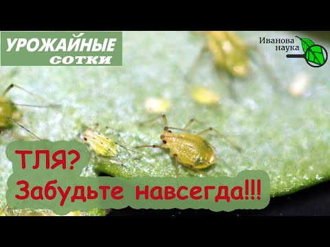 Видео: БЕЗ ХИМИИ! ТЛЯ БОИТСЯ ЭТОГО КАК ОГНЯ! Рецепт от тли на все времена!