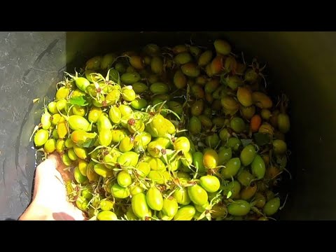 Видео: заготовка семян шиповника для подвоя