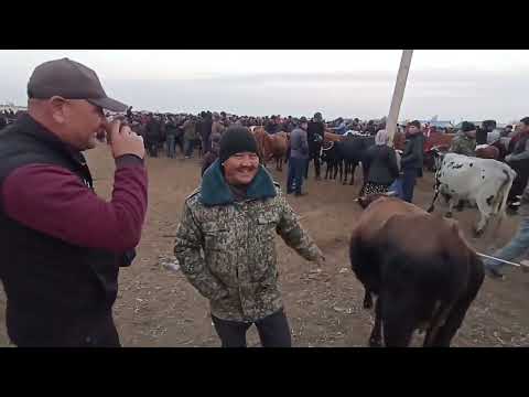 Видео: 3-НОЯБРЬ/2024/ШЫМБАЙ МАЛ БАЗАРЫ/ДЕМ БЕРМЕС МАЛ БАЗАР