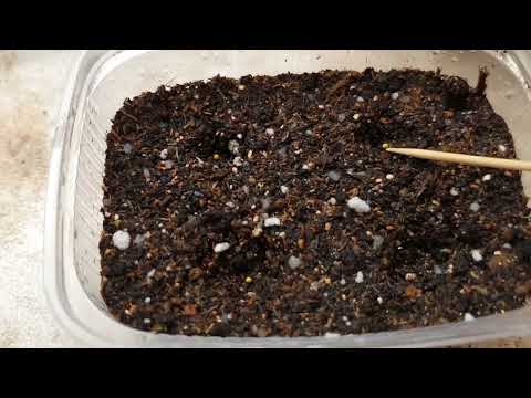 Видео: ПОСЕВ ПЕТУНИИ И БАРХАТЦЕВ. МОИ СЕКРЕТЫ.