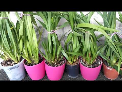 Видео: УХОД ЗА ЦИМБИДИУМОМ В ДОМАШНИХ УСЛОВИЯХ