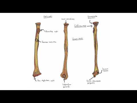 Видео: Лъчева и лакътна кост – Radius, Ulna (4:50) ┃teoriyata.com