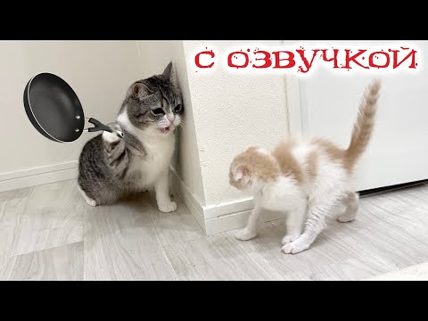 Видео: Приколы с котами! Смешные коты! С ОЗВУЧКОЙ! СМЕШНЫЕ ЖИВОТНЫЕ 2023! Тест на психику!