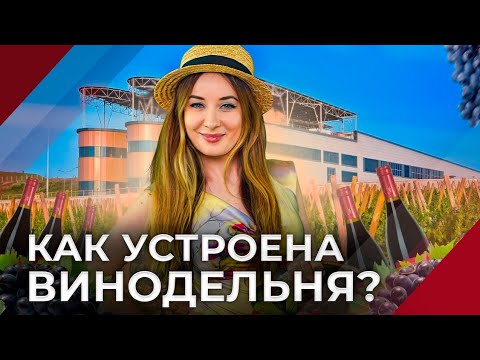 Видео: Изнанка винодельни / Как на самом деле делают вино?  #минвин #вино #винодельня