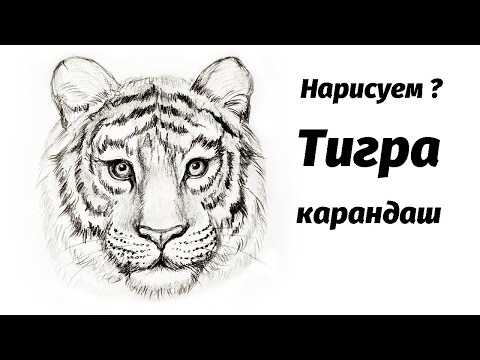Видео: Как нарисовать тигра карандашом