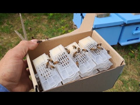 Видео: Який же спосіб підсадки матки самий найкращій?!🤔 Підсадка 30 маток різними способами!