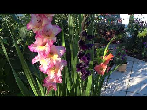 Видео: 2021. Цветение гладиолусов в горшках.  Результат ранней посадки гладиолусов в горшки