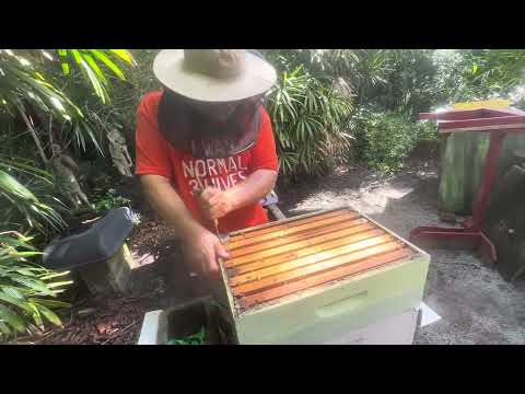 Видео: Проверка улья 2 после двухмесячного отпуска — пчеловодство