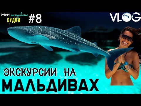 Видео: МАЛЬДИВЫ свидание с китовой акулой и др экскурсии ММБ #8