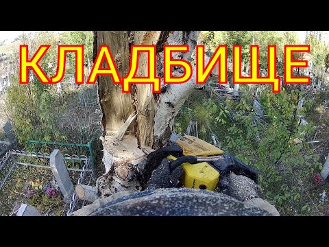 Видео: В дерево на кладбище ударила молния
