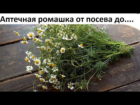 Видео: Ромашка аптечная о А до Я.