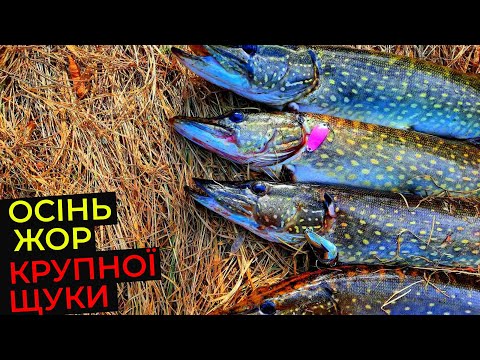 Видео: 🆘️ ВСЕ по СЕРЙОЗНОМУ!😱 РОЗПОЧАВСЯ ЖОР КРУПНОЇ ЩУКИ! 🗣 Працює "ЖИЛІЗО"!!! ОСІНЬ 🍂 2024