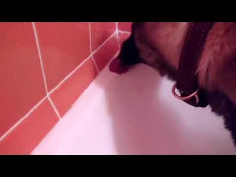 Видео: Приучаем мыть лапы.