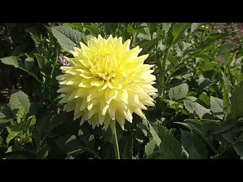 Видео: Георгины на моей даче .