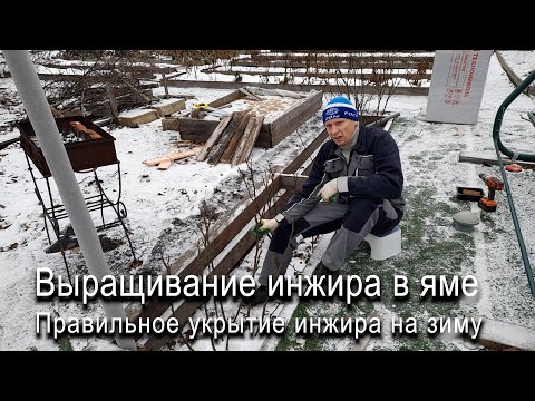 Видео: Выращивание инжира в яме. Правильное укрытие инжира на зиму #ТриЭкоСад