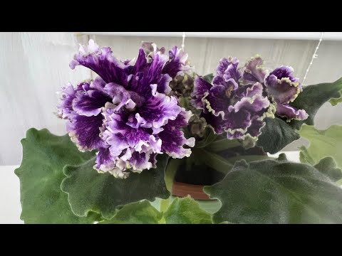 Видео: Детки фиалок подросли и показывают цветение😊🌸