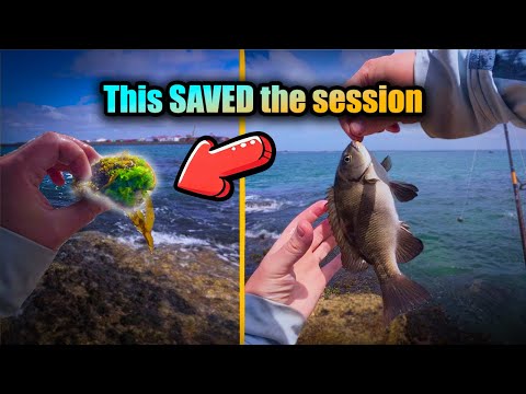 Видео: Эта странная наживка СПАСЛА мою рыбалку в заливе Ботани!