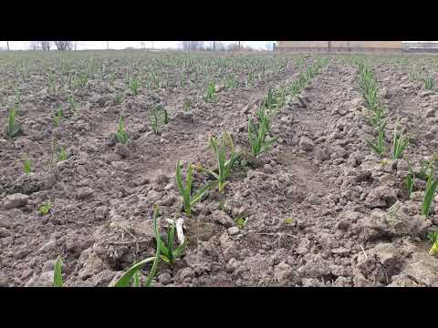 Видео: Желтеет чеснок? Причина понижение температуры. Как эффективно подкормить и снять стрес? Профилактика