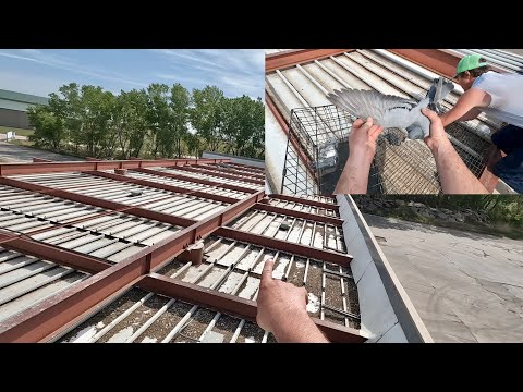 Видео: Остановка грузовиков. Отлов голубей!!! (Набросок)