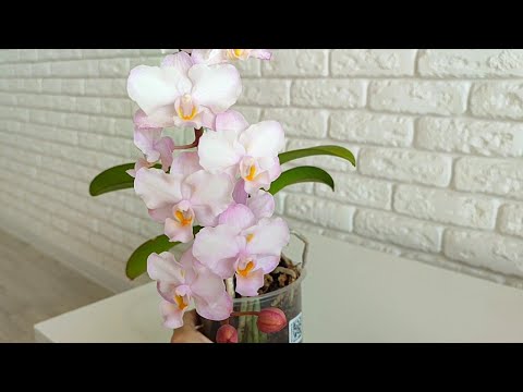 Видео: Орхидея Doritaenopsis Lius Sakura KF