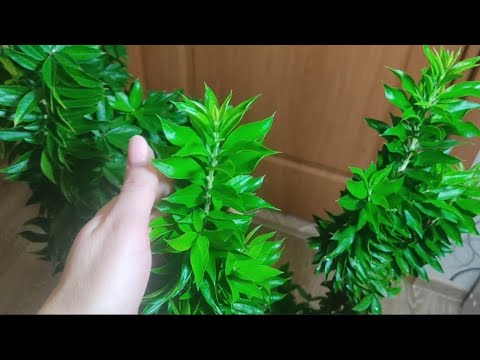 Видео: Мирт Боэтика 🌿 мой опыт выращивания, ответы на вопросы 🤗🌿