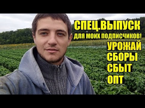 Видео: Один рабочий день тепличника. Помидорные заметки.