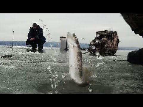 Видео: Рыбалка зимой на самодуры. Рыба в яме кишит! Зубатка селедка.