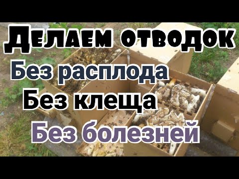 Видео: Как сделать отводок пчел без болезней на голую вощину.  Пчеловодство.