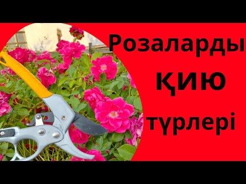 Видео: Розаларды қию. Екінші гүлдерге дайындау.