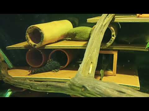 Видео: Форма и размеры трубок для номерных сомов