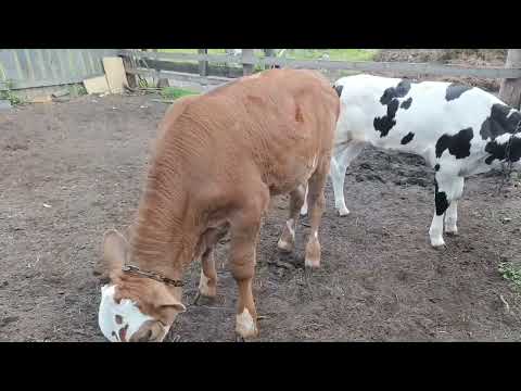 Видео: Рабочая обстановка. Немного новостей на хозяйстве .Последний покос в 2025 году.