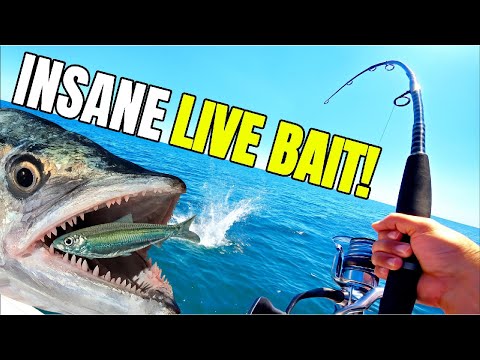 Видео: ЭПИЧЕСКИЕ битвы. ЛУЧШАЯ рыбалка на затонувшие корабли в Брисбене.