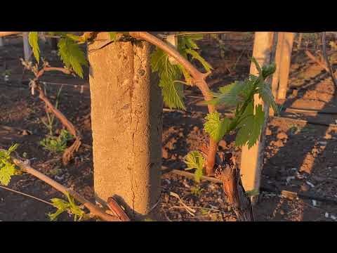 Видео: Плодоношение винограда. Очень интересная теория и неожиданный взгляд на устоявшийся факт. Актуально