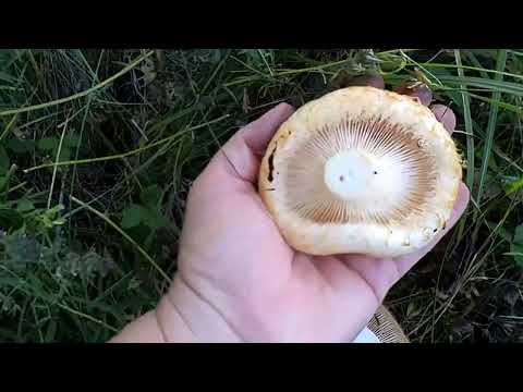 Видео: Гриб гигант и груздочки-малышочки. Часть 1