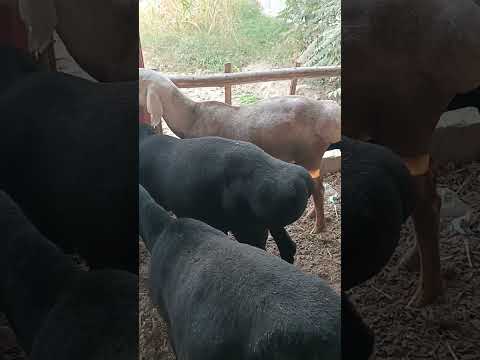 Видео: 12 октября 2025 г.