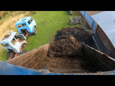 Видео: Зил-130 на работе! Вожу навоз! Самосвал колхозник с двигателем Д-245 турбо! МТЗ-82 на погрузке!
