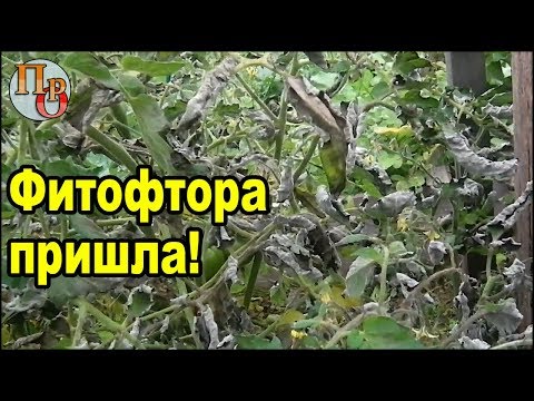 Видео: Фитофтора на помидорах открытого грунта в июле!