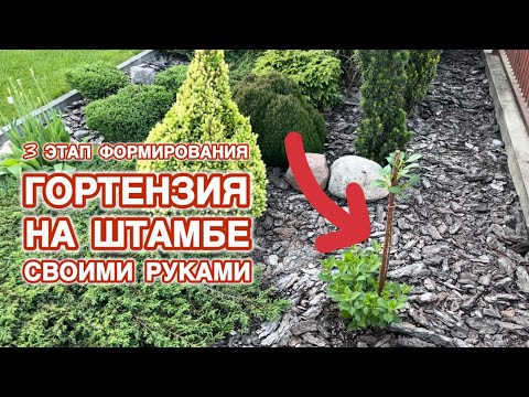 Видео: СПУСТЯ МЕСЯЦ. ФОРМИРОВАНИЕ ГОРТЕНЗИИ НА ШТАМБЕ.