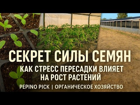 Видео: Тепличная жизнь: стресс пересадки и секрет силы семян | Органическое хозяйство в Аргентине