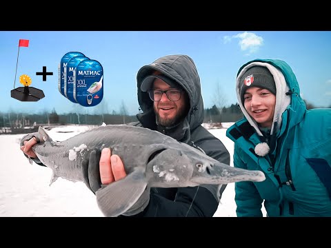 Видео: БЕЛУГА на Жерлицы! НАСАДКА от которой РЫБА сходит с УМА! Мой первый СИГ! /Боги Рыбалки IV/ 18+