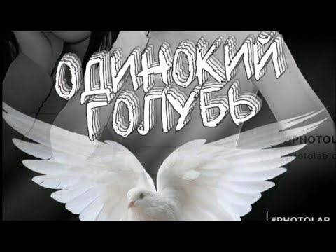 Видео: одинокий голубь клип