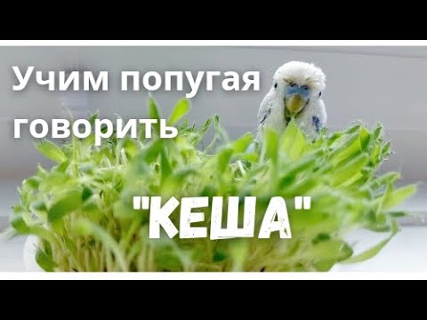 Видео: Учим попугая говорить "Кеша"