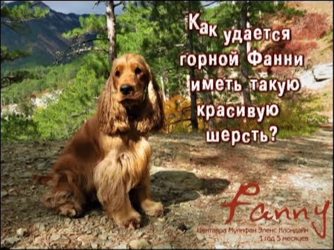 Видео: Купание английского кокер спаниеля Фанни