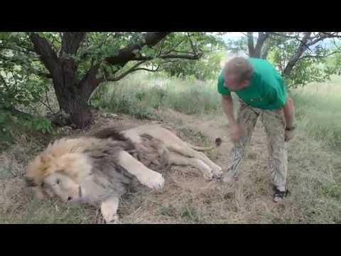 Видео: МИЛО !!! Лев Марсель ведет себя как РЕБЕНОК  !