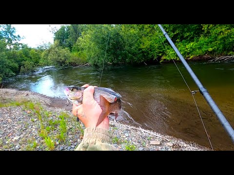 Видео: Рыбалка на хариуса/Хороший улов на оливковую МУШКУ.