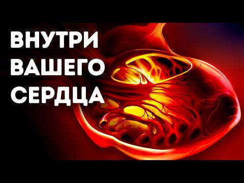 Видео: Сердце – самый мощный двигатель в мире