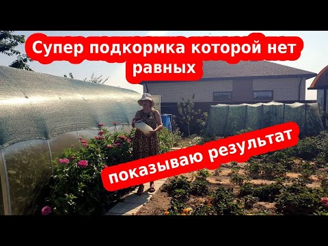 Видео: Супер подкормка помидор и овощей, которой нет равных//раствор Бесараба на сыворотке