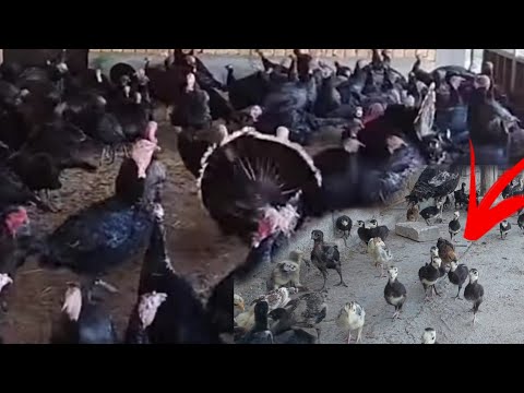Видео: ТОШКЕНТ ПАРОДА КУРКА ЖУЖАЛАРИ СОТУВДА...(ОХУНОВ ТВ)
