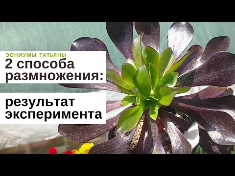 Видео: Способы размножения: результат эксперимента